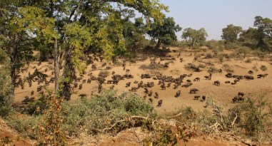 Büffelherde - phantastisch!